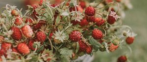 Preview wallpaper strawberries, berries, basket, ripe, grass