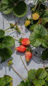Preview wallpaper strawberries, berries, fruits, leaves, macro