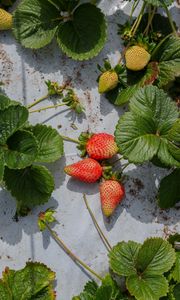 Preview wallpaper strawberries, berries, fruits, leaves, macro