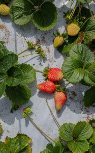 Preview wallpaper strawberries, berries, fruits, leaves, macro