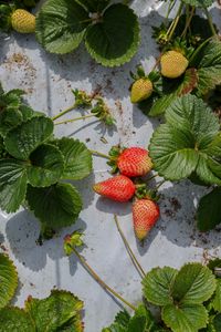 Preview wallpaper strawberries, berries, fruits, leaves, macro