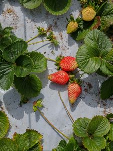 Preview wallpaper strawberries, berries, fruits, leaves, macro