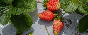 Preview wallpaper strawberries, berries, fruits, leaves, macro