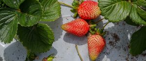 Preview wallpaper strawberries, berries, fruits, leaves, macro