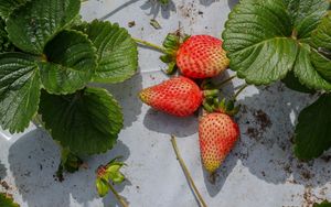 Preview wallpaper strawberries, berries, fruits, leaves, macro