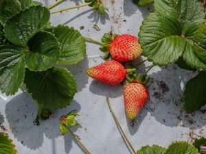 Preview wallpaper strawberries, berries, fruits, leaves, macro