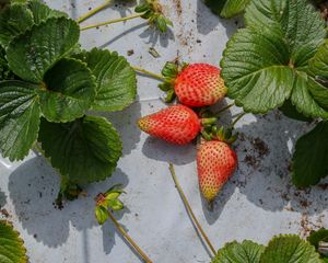 Preview wallpaper strawberries, berries, fruits, leaves, macro