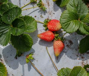 Preview wallpaper strawberries, berries, fruits, leaves, macro