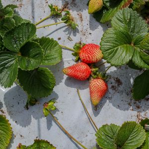 Preview wallpaper strawberries, berries, fruits, leaves, macro