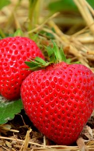 Preview wallpaper strawberries, berries, grass, ripe, close-up