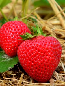 Preview wallpaper strawberries, berries, grass, ripe, close-up