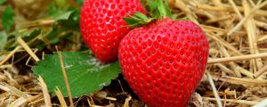 Preview wallpaper strawberries, berries, grass, ripe, close-up