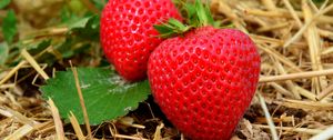 Preview wallpaper strawberries, berries, grass, ripe, close-up