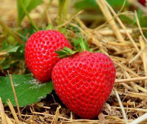 Preview wallpaper strawberries, berries, grass, ripe, close-up