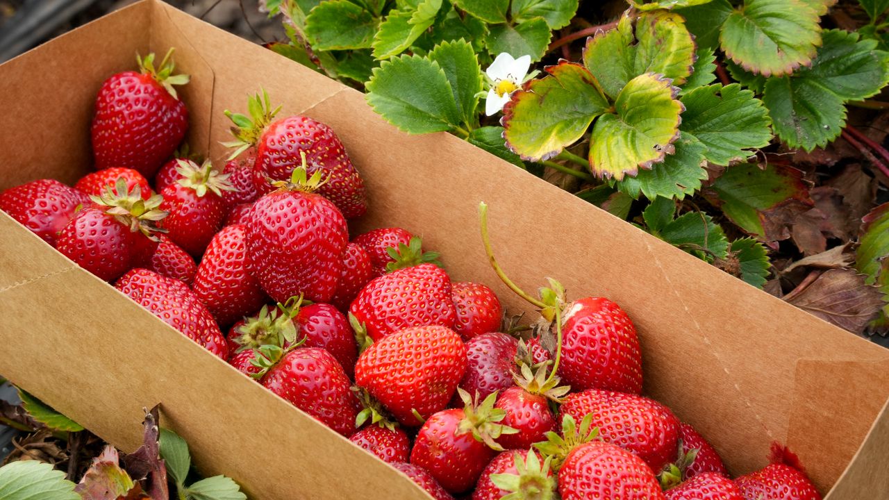 Wallpaper strawberries, berries, leaves, box