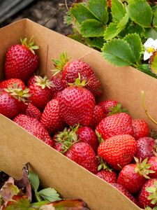 Preview wallpaper strawberries, berries, leaves, box