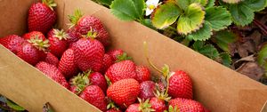 Preview wallpaper strawberries, berries, leaves, box