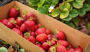 Preview wallpaper strawberries, berries, leaves, box