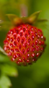 Preview wallpaper strawberries, berries, leaves, plants, macro