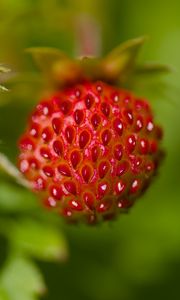 Preview wallpaper strawberries, berries, leaves, plants, macro