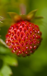 Preview wallpaper strawberries, berries, leaves, plants, macro