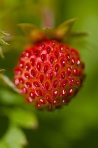 Preview wallpaper strawberries, berries, leaves, plants, macro