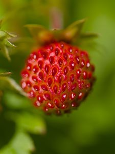 Preview wallpaper strawberries, berries, leaves, plants, macro