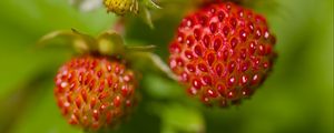 Preview wallpaper strawberries, berries, leaves, plants, macro