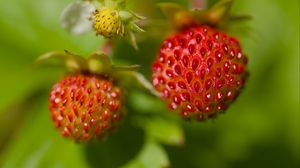 Preview wallpaper strawberries, berries, leaves, plants, macro