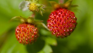 Preview wallpaper strawberries, berries, leaves, plants, macro
