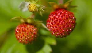 Preview wallpaper strawberries, berries, leaves, plants, macro