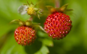 Preview wallpaper strawberries, berries, leaves, plants, macro