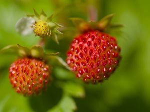 Preview wallpaper strawberries, berries, leaves, plants, macro
