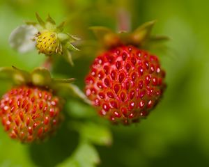 Preview wallpaper strawberries, berries, leaves, plants, macro