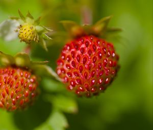 Preview wallpaper strawberries, berries, leaves, plants, macro