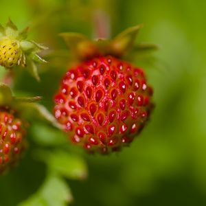 Preview wallpaper strawberries, berries, leaves, plants, macro