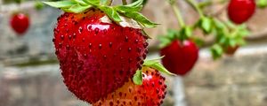 Preview wallpaper strawberries, berries, leaves, macro, red