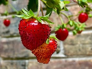 Preview wallpaper strawberries, berries, leaves, macro, red