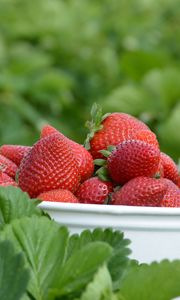 Preview wallpaper strawberries, berries, leaves, bowl, food