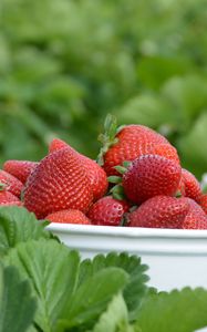 Preview wallpaper strawberries, berries, leaves, bowl, food