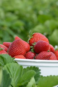 Preview wallpaper strawberries, berries, leaves, bowl, food