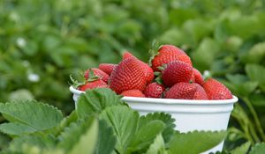 Preview wallpaper strawberries, berries, leaves, bowl, food