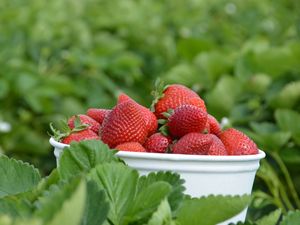 Preview wallpaper strawberries, berries, leaves, bowl, food