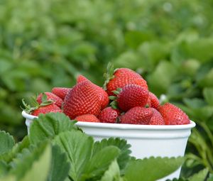 Preview wallpaper strawberries, berries, leaves, bowl, food