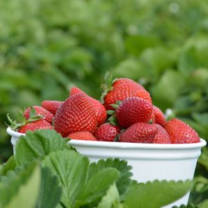 Preview wallpaper strawberries, berries, leaves, bowl, food