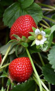 Preview wallpaper strawberries, berries, leaves, flowers