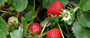 Preview wallpaper strawberries, berries, leaves, flowers