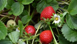 Preview wallpaper strawberries, berries, leaves, flowers