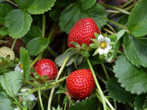 Preview wallpaper strawberries, berries, leaves, flowers