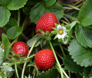 Preview wallpaper strawberries, berries, leaves, flowers